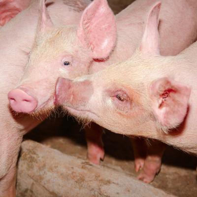 Producción porcina en Paraguay: un 2025 prometedor con récords en exportaciones y desafíos financieros